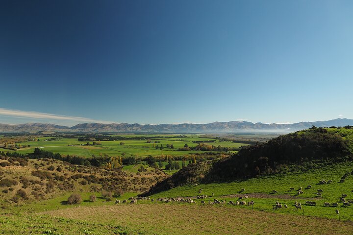 Merino Farm Experience