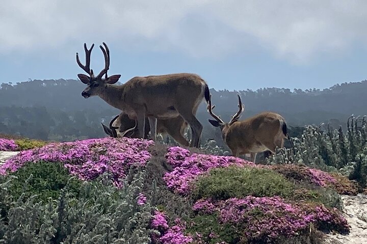 Monterey's 17 Mile Drive Guided Electric Bike Tour, 3 hr