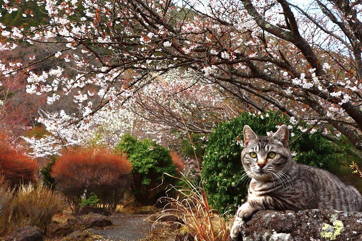 Discover Beppu and Yufuin Nature and Onsen Trip