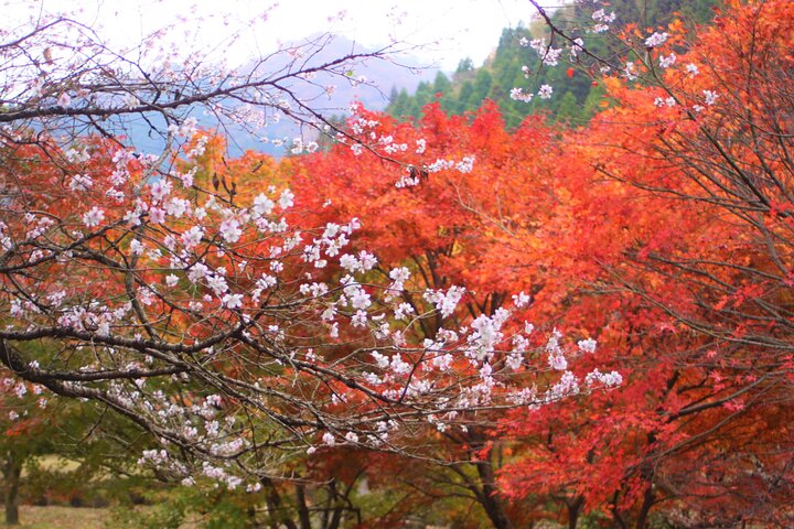 Discover Beppu and Yufuin Nature and Onsen Trip