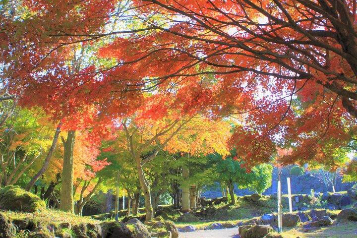 Discover Beppu and Yufuin Nature and Onsen Trip