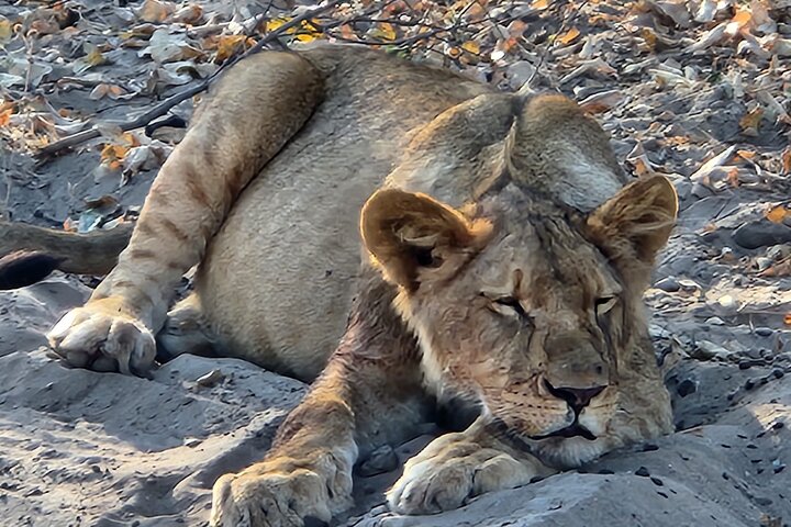 Chobe Sunrise Leopard and Lion Safari Tracking