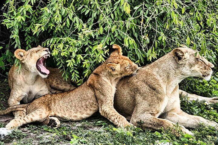 Chobe Sunrise Leopard and Lion Safari Tracking