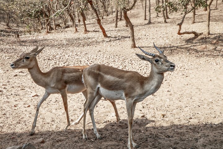 Nagpur to Pench, Satpura & Kanha National Park, Tiger Safari Tour