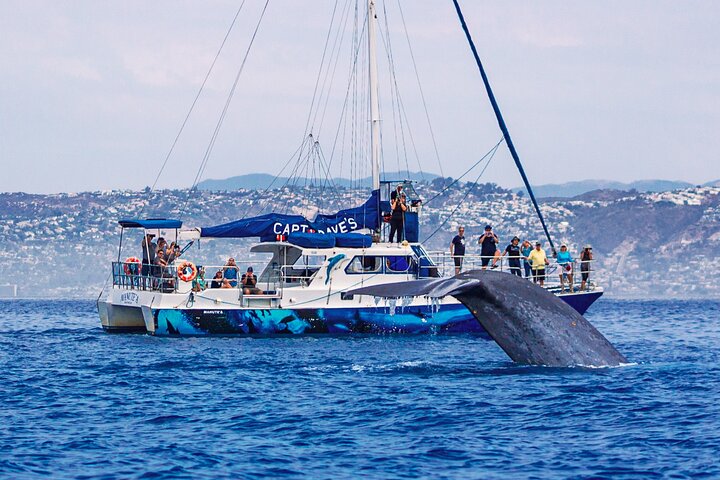 Dana Point Dolphin and Whale Watching with Underwater Viewing