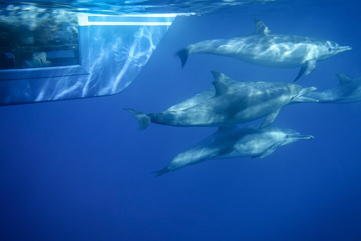 Dana Point Dolphin and Whale Watching with Underwater Viewing