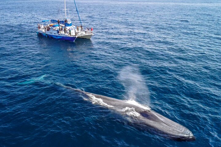 Dana Point Dolphin and Whale Watching with Underwater Viewing