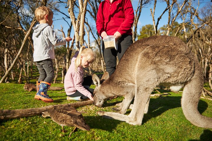 Full-Day Phillip Island Tour with Kangaroo, Koala and Penguin Parade
