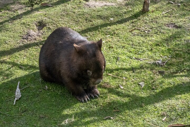 Full-Day Phillip Island Tour with Kangaroo, Koala and Penguin Parade
