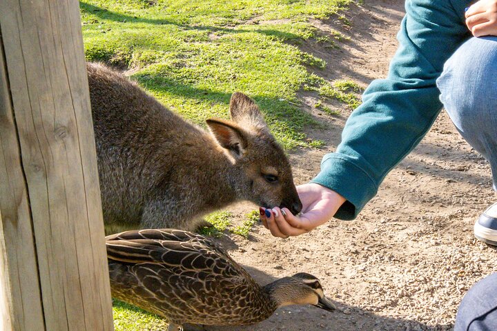 Full-Day Phillip Island Tour with Kangaroo, Koala and Penguin Parade