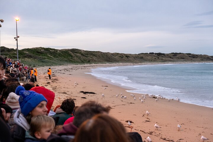 Full-Day Phillip Island Tour with Kangaroo, Koala and Penguin Parade