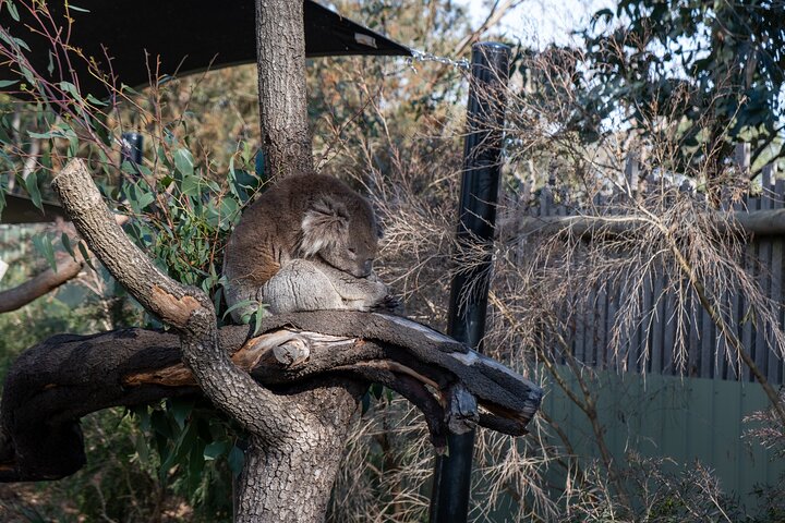 Full-Day Phillip Island Tour with Kangaroo, Koala and Penguin Parade