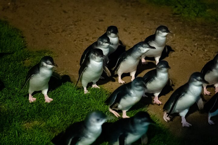 Full-Day Phillip Island Tour with Kangaroo, Koala and Penguin Parade