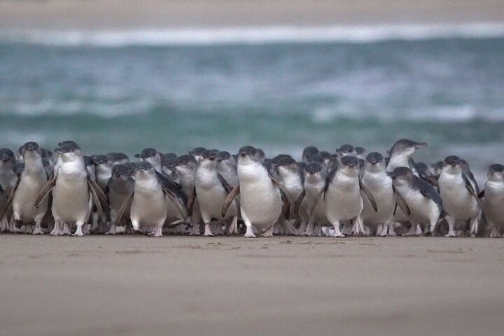 Full-Day Phillip Island Tour with Kangaroo, Koala and Penguin Parade