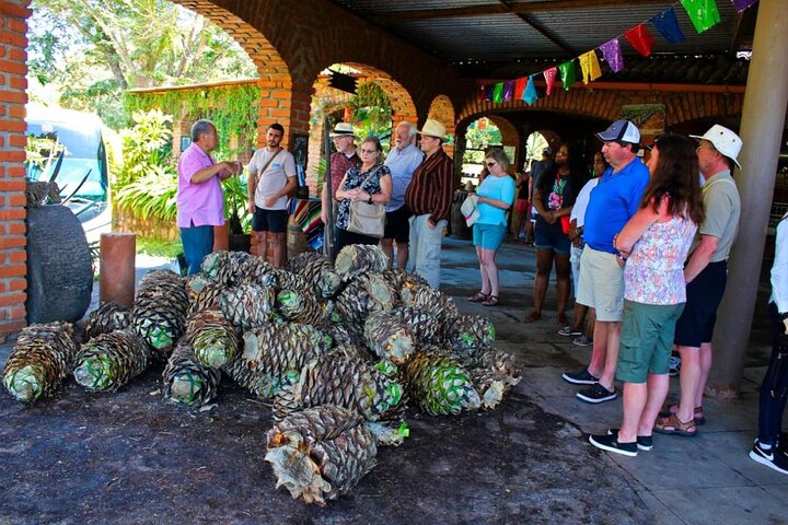 Explore Puerto Vallarta and Tequila Tasting