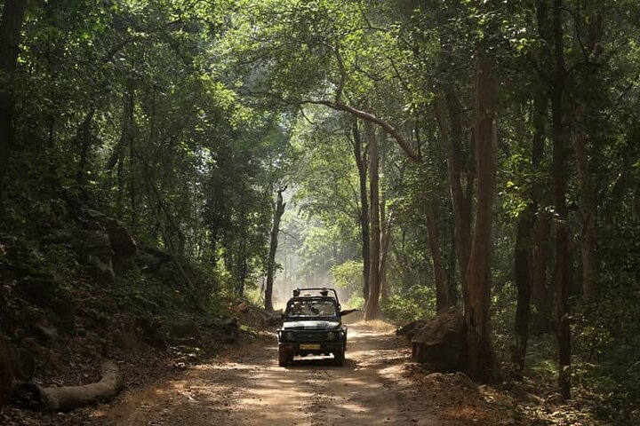 WildlifeSafari in Tadoba, Pench, Kanha & Bandhavgarh NationalPark