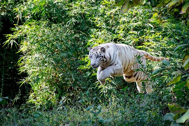 Wildlife Safari in Bandhavgarh, Kanha & Pench National Parks