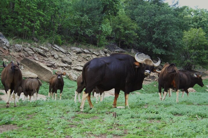 Nagpur to Pench, Satpura & Kanha National Park, Tiger Safari Tour
