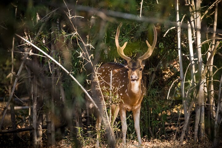 WildlifeSafari in Tadoba, Pench, Kanha & Bandhavgarh NationalPark
