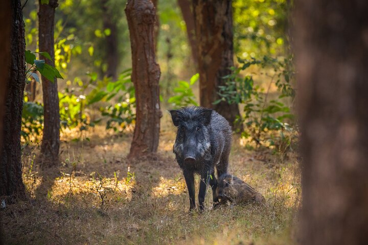 Nagpur to Pench, Satpura & Kanha National Park, Tiger Safari Tour