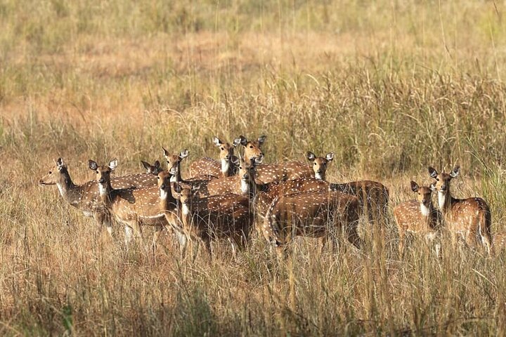 Nagpur to Pench, Satpura & Kanha National Park, Tiger Safari Tour