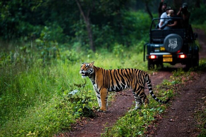 Nagpur to Bhopal via Pench & Satpura National Park