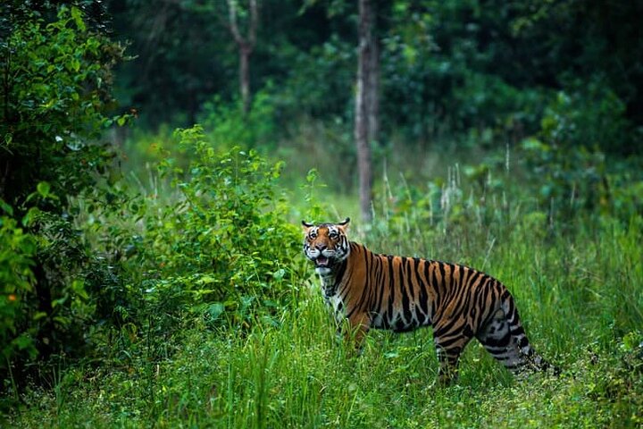 Nagpur to Pench, Satpura & Kanha National Park, Tiger Safari Tour