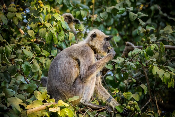 Nagpur to Pench, Satpura & Kanha National Park, Tiger Safari Tour