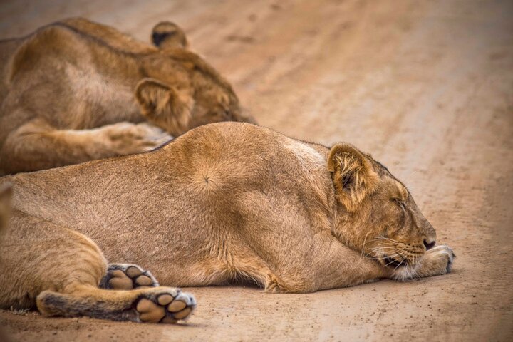 Rajkot to Diu Temple, Lion Safari & Beach Tour in Gujarat