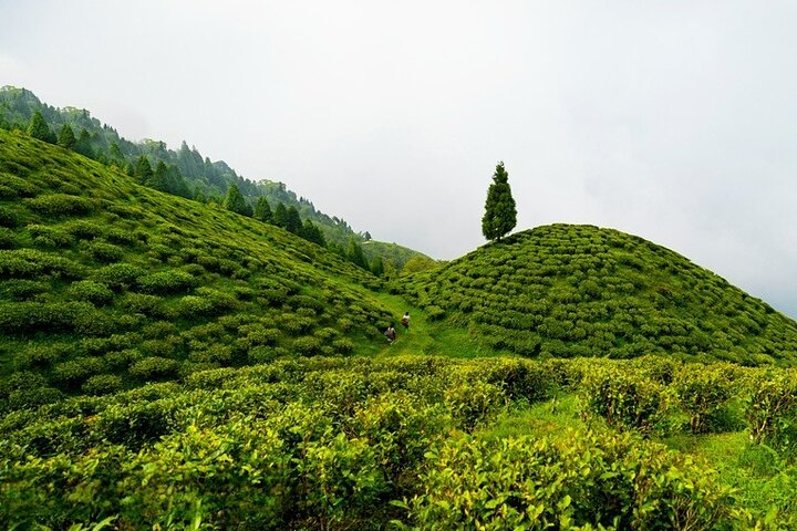 Eastern Himalaya (Darjeeling, Pelling, Gangtok & Kalimpong)