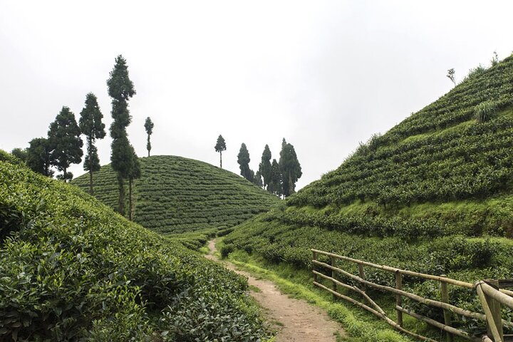 Eastern Himalaya (Darjeeling, Pelling, Gangtok & Kalimpong)