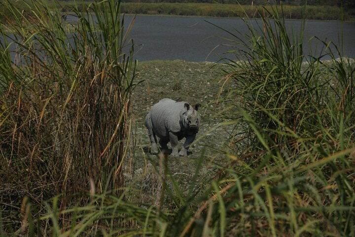 Kaziranga National Park & Guwahati