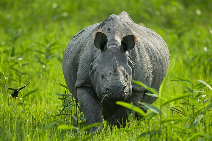 Kaziranga National Park & Guwahati