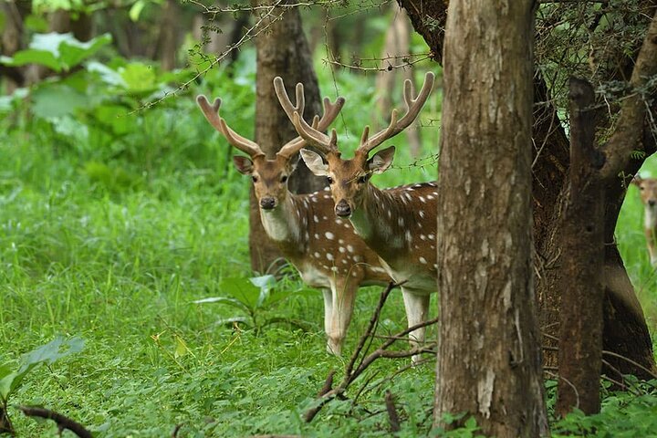 Temple & Lion Safari Tour from Rajkot in Gujarat