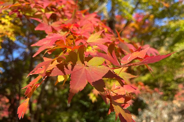 Discover Beppu and Yufuin Nature and Onsen Trip