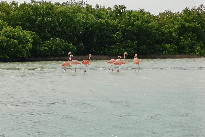 Nature Tour in Rio Lizards: Crocodiles and Flamingos