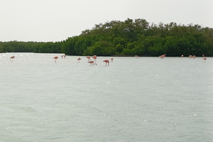 Nature Tour in Rio Lizards: Crocodiles and Flamingos