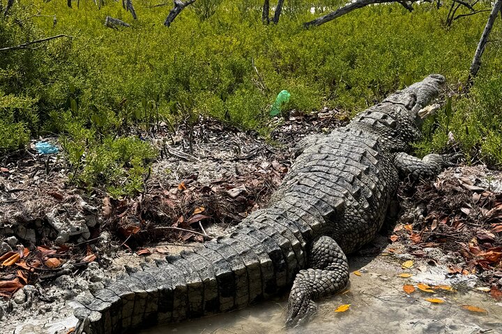 Nature Tour in Rio Lizards: Crocodiles and Flamingos