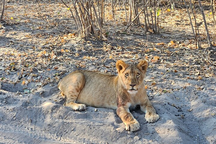Chobe Sunrise Leopard and Lion Safari Tracking
