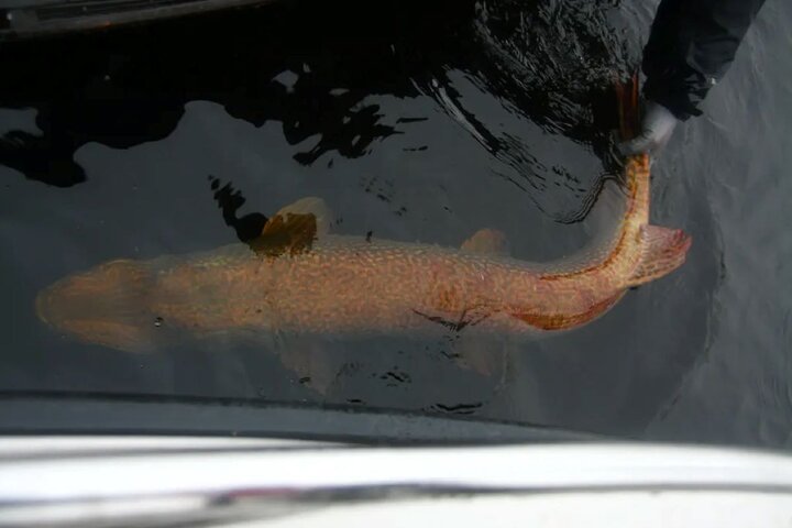 Fishing in Lapland, Rovaniemi, Massive Northern Pike