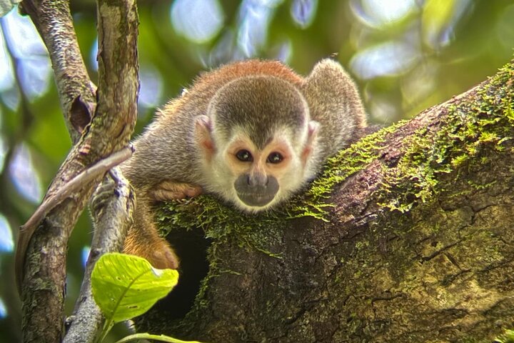 Manuel Antonio National Park : Guided tour with TICKET INCLUDED