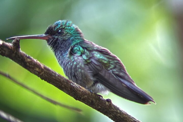 Manuel Antonio National Park : Guided tour with TICKET INCLUDED
