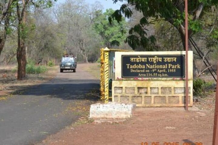 WildlifeSafari in Tadoba, Pench, Kanha & Bandhavgarh NationalPark