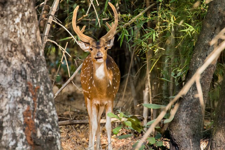Incredible Wildlife Safari