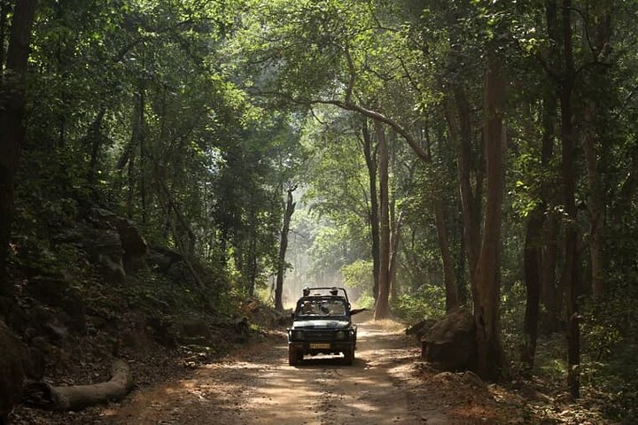 Incredible Wildlife Safari