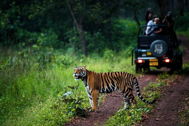 Incredible Wildlife Safari