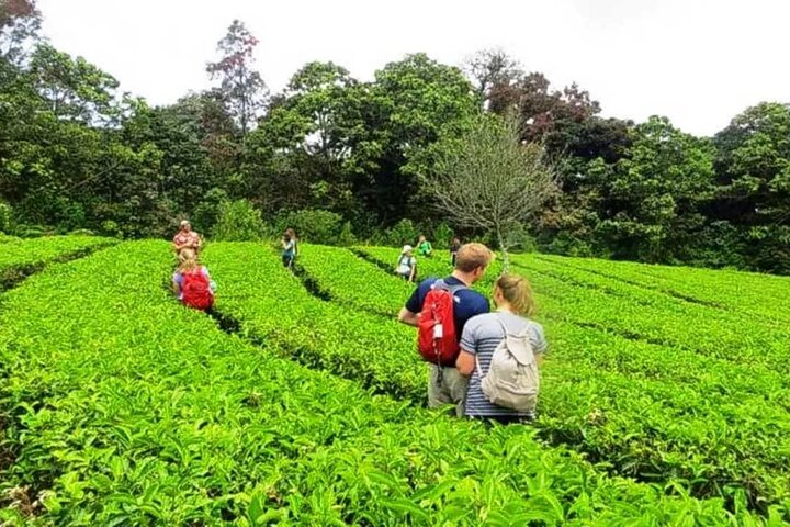 kochi to munnar A Private guided fullday tour with hotel pickup