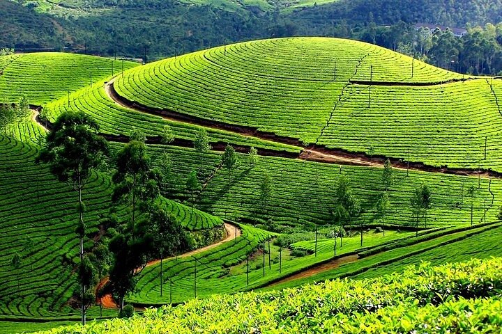 kochi to munnar A Private guided fullday tour with hotel pickup