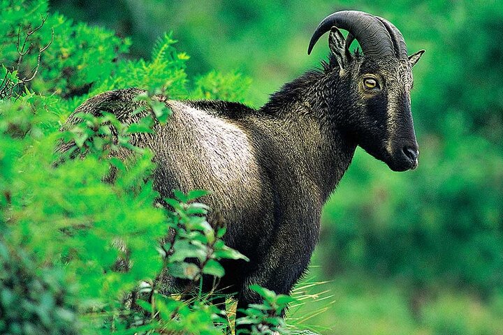 kochi to munnar A Private guided fullday tour with hotel pickup