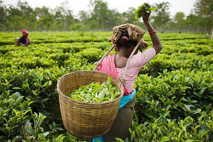 kochi to munnar A Private guided fullday tour with hotel pickup